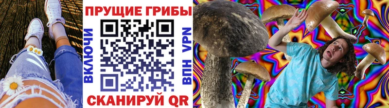 где можно купить   Гремячинск  Псилоцибиновые грибы Psilocybine cubensis 